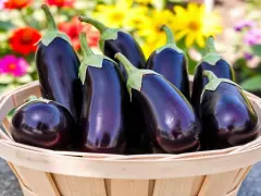 Eggplant: Health Benefits and How to Cook It Without Oil Overload